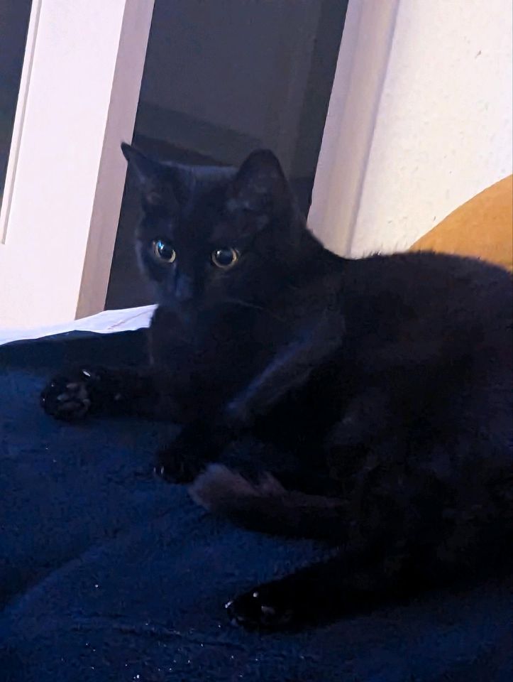 Schwarze Katze vermisst in Reutlingen