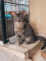 Liebevolles Katzenmädchen mit Handicap sucht Traumzuhause Niedersachsen - Sehnde Vorschau