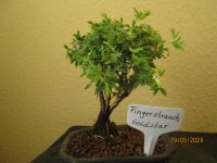 ( 48 )  Prebonsai Fingerstrauch Goldstar Berlin - Reinickendorf Vorschau