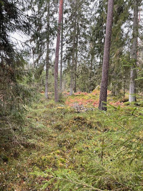 Schweden, Småland Farm mit Weide und Wald 42ha auch teilbar! in Ochsenfurt