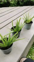 Aloe Vera Pflanzen Bayern - Dietmannsried Vorschau