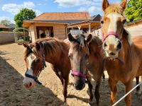 Ferien auf dem Reiterhof / Ponyhof / Reiterferien Nordrhein-Westfalen - Erkelenz Vorschau