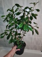 Ficus ginseng etablierte pflanze Berlin - Lichtenberg Vorschau