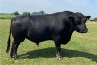 Lowline Angus Bullen Kälber Absetzer Nordrhein-Westfalen - Kevelaer Vorschau