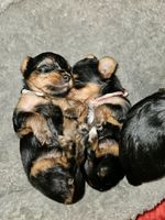 Yorkshire Terrier Welpen Niedersachsen - Südbrookmerland Vorschau