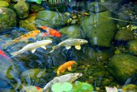 Teichfische Goldfische Teich Pflanzen Seerose Baden-Württemberg - Hasel Vorschau