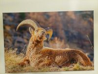 Wandbild Leinwand 60x40 cm Steinbock in Frühlingsstimmung Bayern - Bad Reichenhall Vorschau