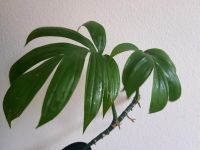 Philodendron Raphidophora kletter Zimmer Pflanze Monstera Ableger Leipzig - Leipzig, Zentrum-Ost Vorschau