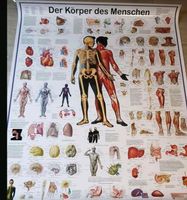 Der Körper des Menschen, Poster Nordrhein-Westfalen - Nettetal Vorschau