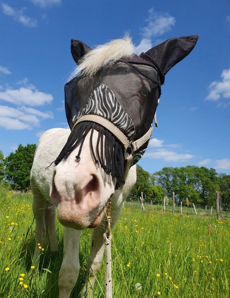 Bildschöner Cremello Reitpony x Quarter Horse sucht neues Zuhause in Märkisch Linden