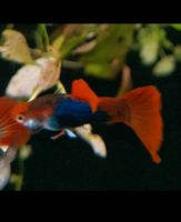 Hochzucht Guppy: tuxedo red koi, Moskau full black-blue, big ear Nordrhein-Westfalen - Troisdorf Vorschau