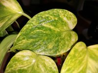 Epipremnum " Hawaiian " efeutute pothos philodendron scindapsus p Bayern - Deggendorf Vorschau