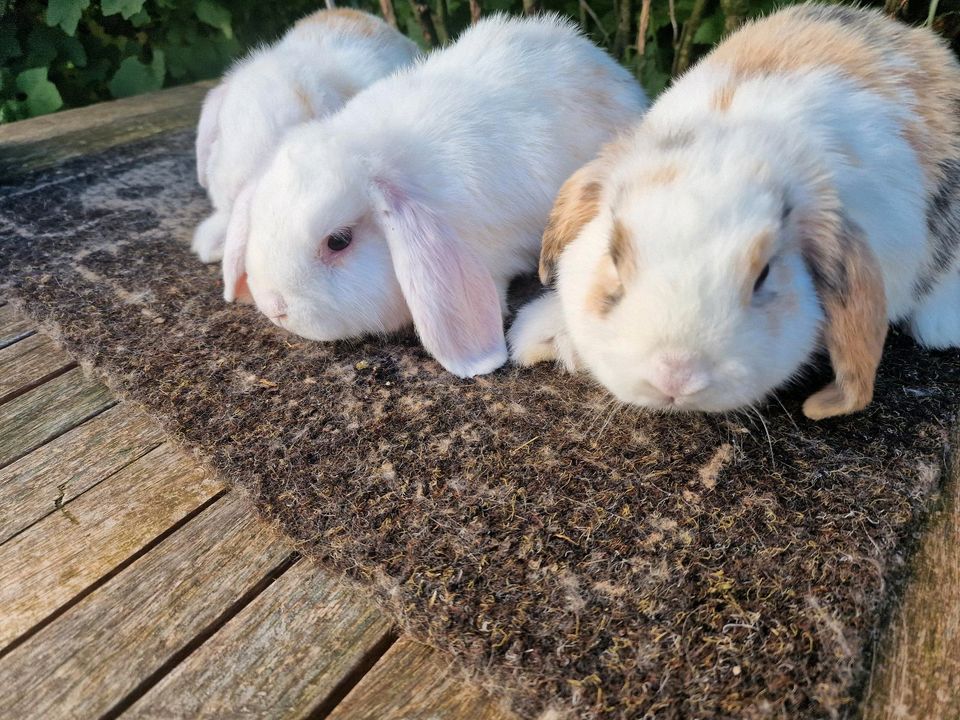 Zwergwidder Kaninchen Weibchen reinrassig 12 Wochen in Solingen
