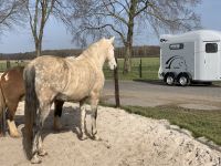 Premium Trailer weiss was Pferde sich wünschen, z.B. einen Gold 3 Nordrhein-Westfalen - Bergheim Vorschau