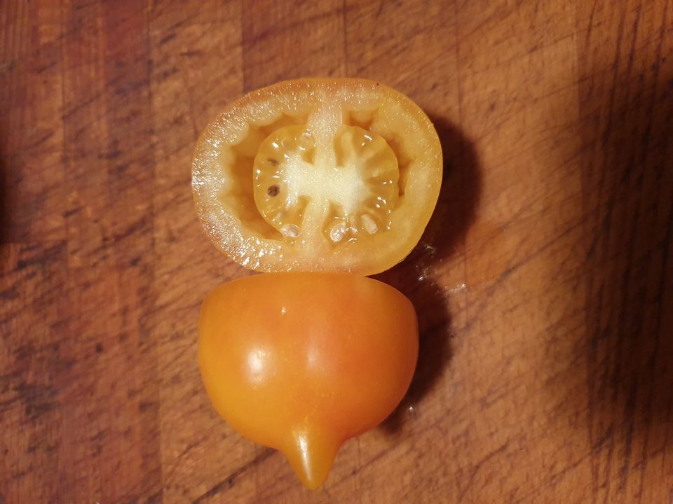 Tomatensamen 100 Sorten, Eigene Ernte, aus dem eigenen Garten in Leipzig