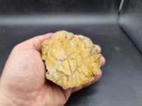 versteinertes Holz Rohstein anpoliert Mineralien Sammlung #6 Baden-Württemberg - Villingendorf Vorschau