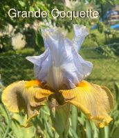 Iris, Schwertlilie Grand Coquette Niedersachsen - Warberg Vorschau