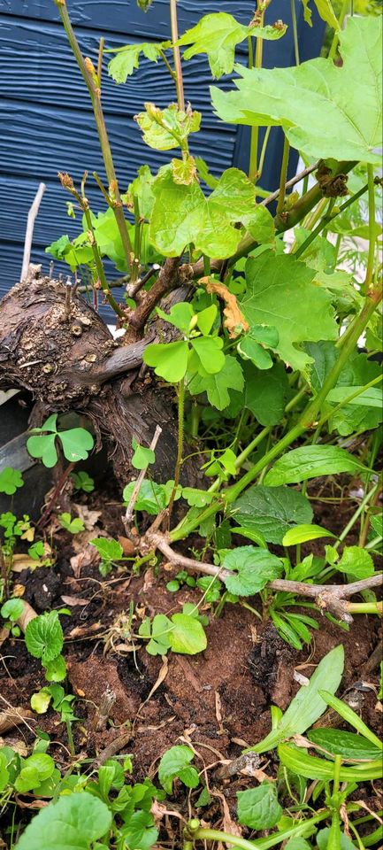 Schöne alte Weinrebe, Weinstock in Dieburg