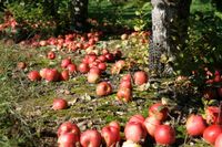 SUCHE Obst Holunder ErdbeerenÄpfel Birnen Quitten Nüsse Hollunder Bayern - Volkach Vorschau