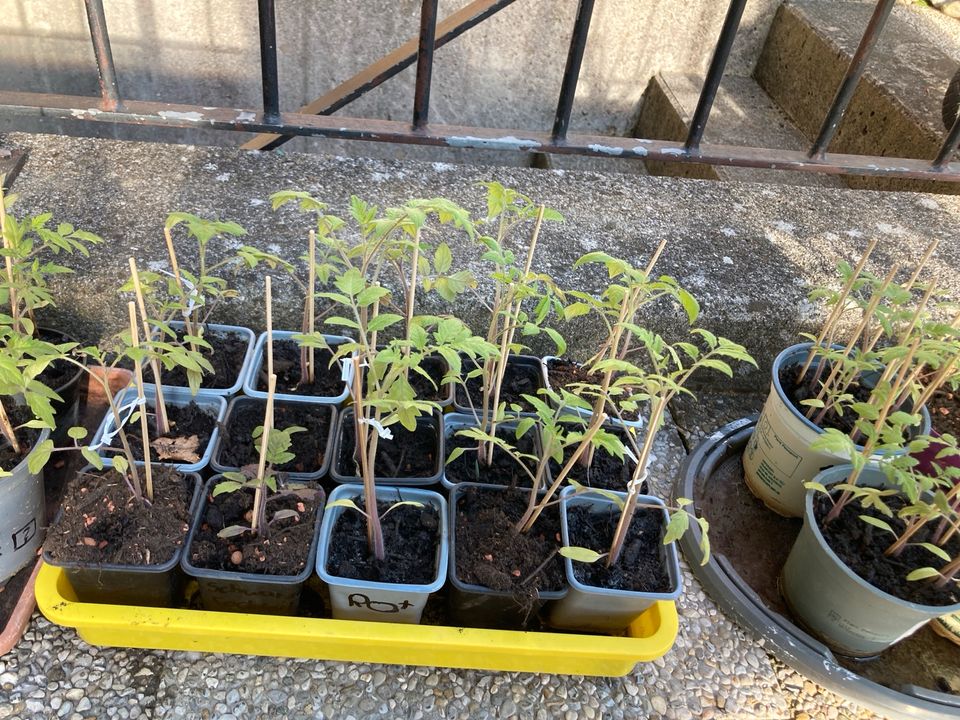 Tomatenpflanzen in Peiting