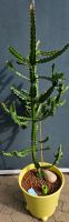 Euphorbia lactea Niedersachsen - Schwülper Vorschau