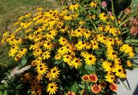 Kräftiger Sonnenhut,  Rubeckia,  ca. 60 cm hoch Nordrhein-Westfalen - Legden Vorschau