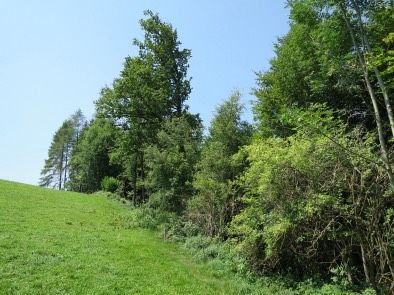 ❗️SUCHE ❗️ Wiese Grundstück Waldstück zur Pflege Holz Lager Pacht in Meßkirch