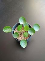 Pilea peperomioides - Zimmerpflanze Nordrhein-Westfalen - Hövelhof Vorschau