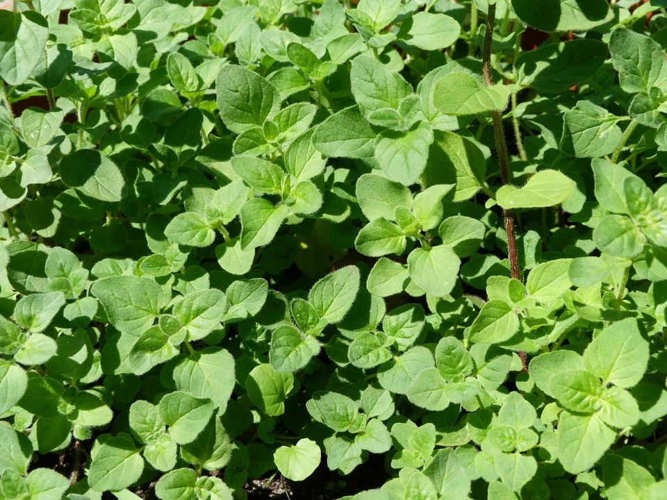 Dost Origanum vulgare BIO Bienen Heilpflanze Husten Hals Frauen in  Niedersachsen - Westerstede | eBay Kleinanzeigen ist jetzt Kleinanzeigen