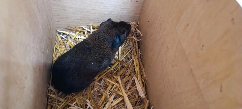 Meerschweinchen aus der Notstation, Baby - 5 Jahre in Magdeburg