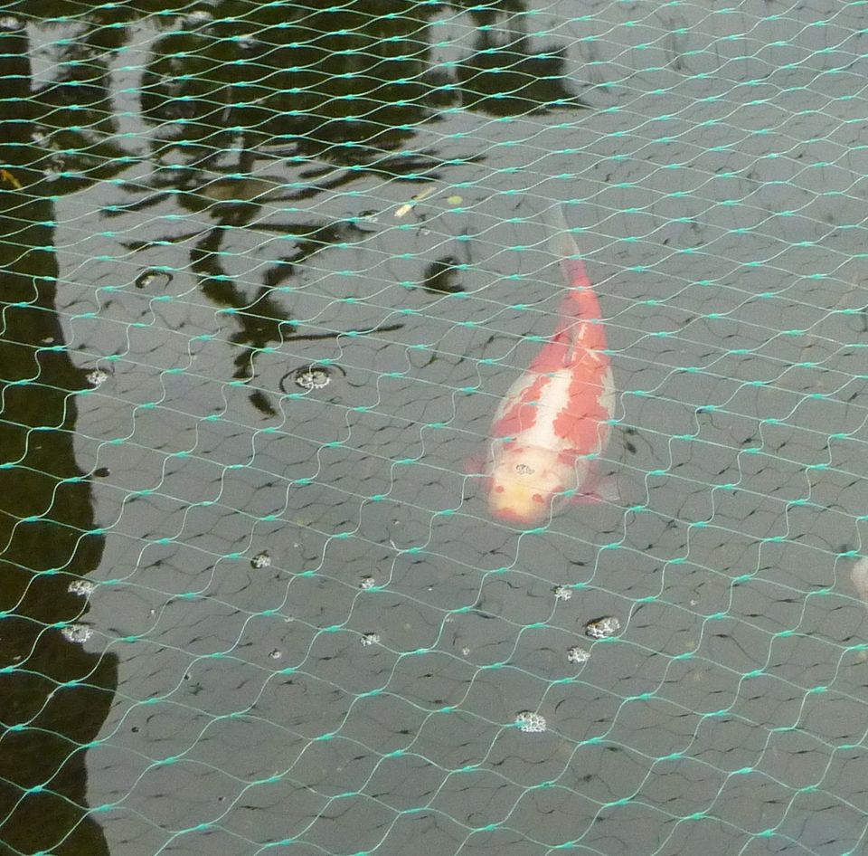 Koi Karpfen Teich  Goldfische in Solingen