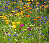 Wildblumen Mischung, kleiner Beutel voll (Siehe Foto) Dithmarschen - Weddingstedt Vorschau