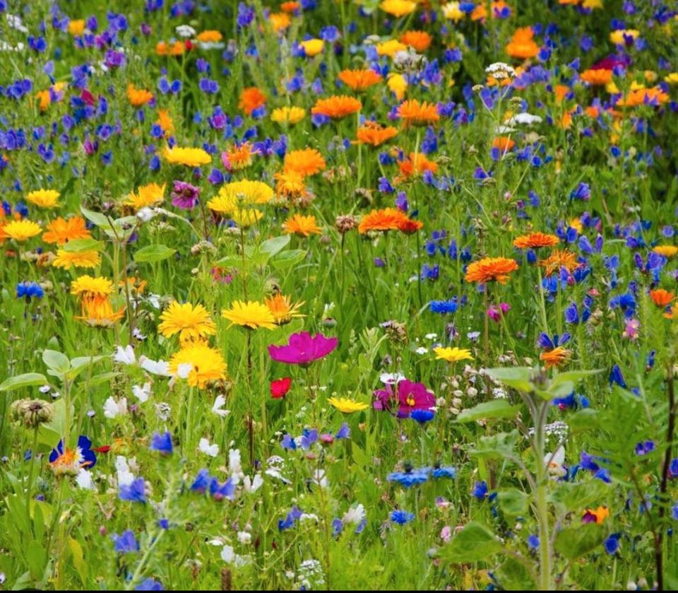 Wildblumen Mischung, kleiner Beutel voll (Siehe Foto) in Weddingstedt