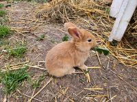 Burgunder Kaninchen Niedersachsen - Nörten-Hardenberg Vorschau