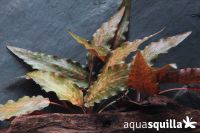 Cryptocoryne nurii Raubensis Baden-Württemberg - Haiterbach Vorschau