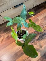Syngonium Varigata Pflanze zu verkaufen Dresden - Pieschen Vorschau