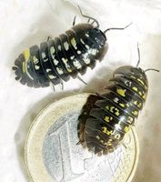 Assel Armadillidium tirolense Lake Garda Asseln kaufen isopoda Baden-Württemberg - Tübingen Vorschau