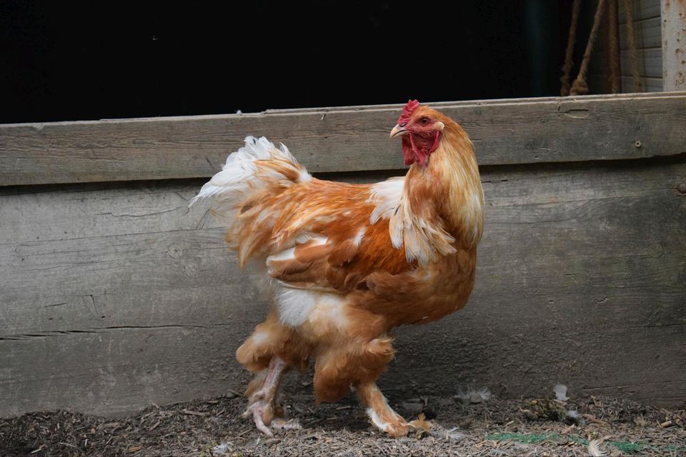 Tierschutz-Hähne suchen ein Zuhause ♥️ in Leichlingen