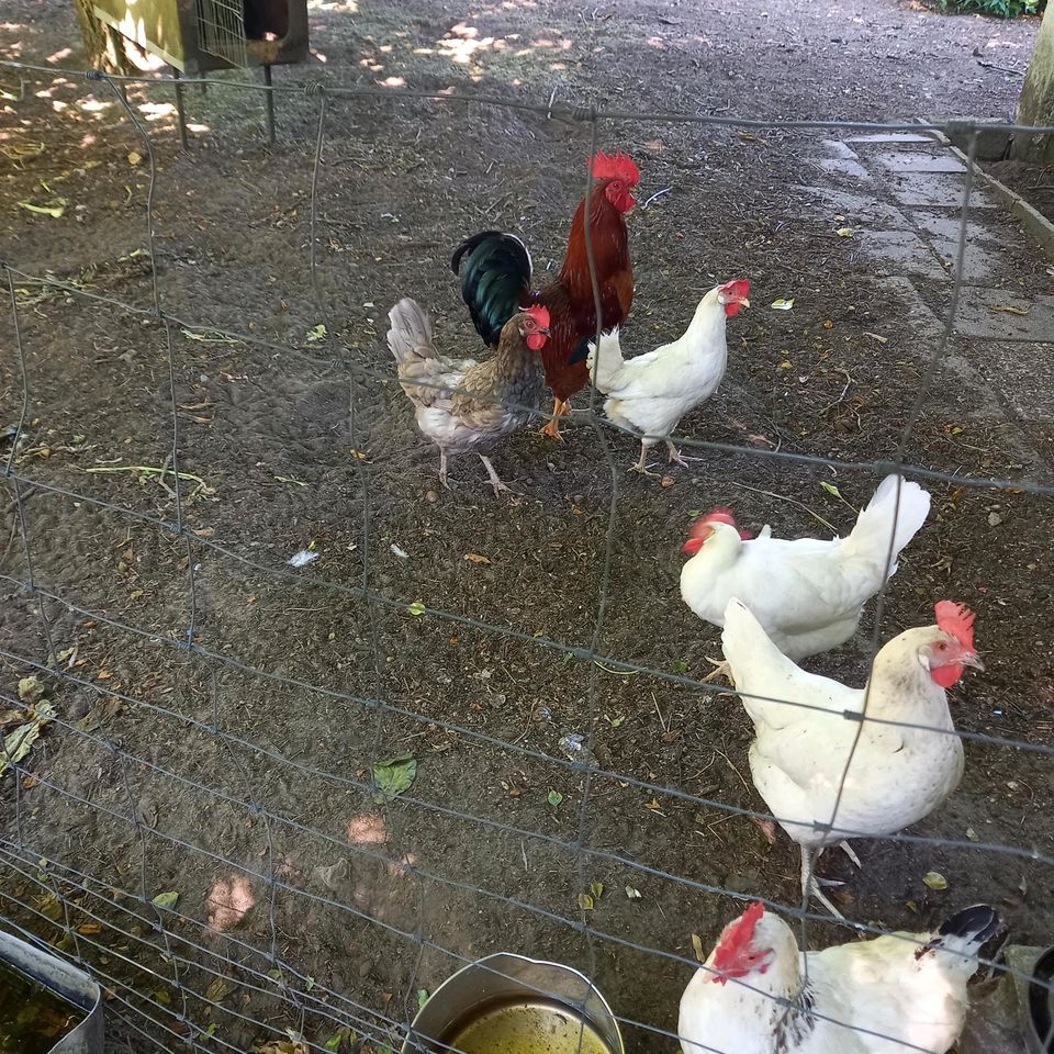 Weiße Eier von Leghorn Hühner Küken Bruteier in Oelixdorf