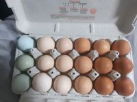 Bruteier von verschiedenen Hühnern 10 Eier 6€ Thüringen - Rosenthal am Rennsteig Vorschau