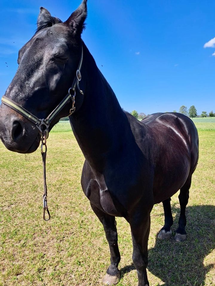 Schwere Warmblüter in Wittichenau