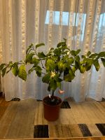 Zitrone Citrus Limon Kübelpflanze Pflanze Niedersachsen - Buxtehude Vorschau