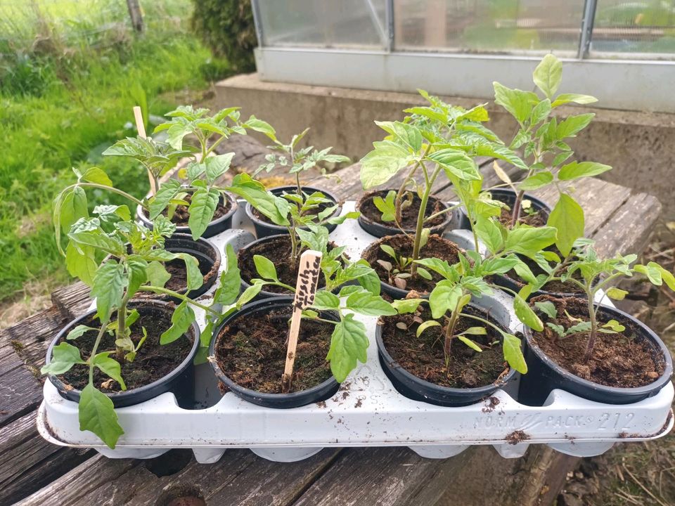 Kirschtomaten Pflanzen in Wipperfürth