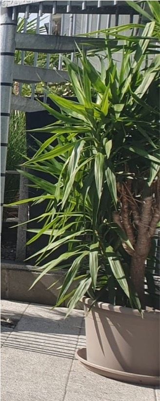 Yucca Palme in verschiedenen Größen ab 1,60 - 2,00 m Höhe . in Hüttlingen