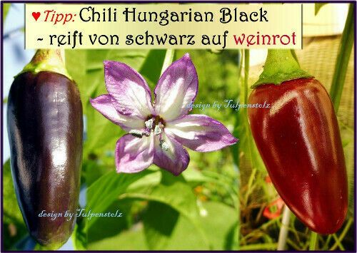 ♥ Schwarze Chili Hungarian Black 10 Samen,Rarität,Garten,Seeds in Hamburg