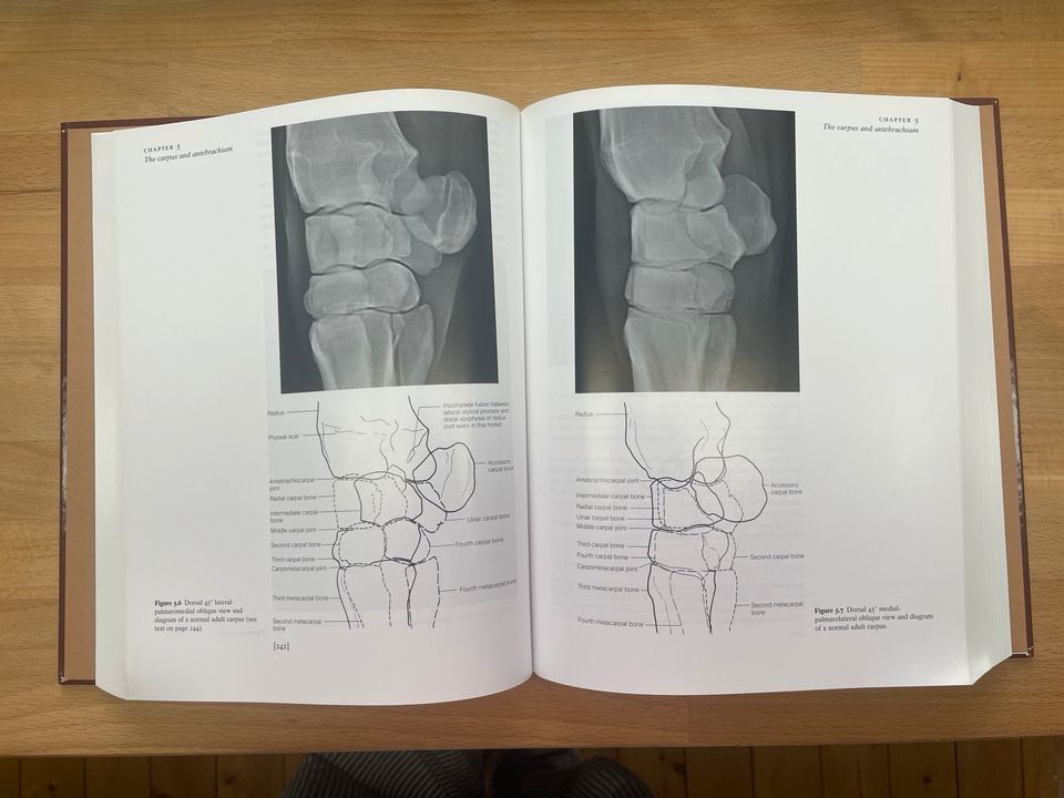 Clinical Radiology of the Horse 3. Ausgabe Janet Butler in Alzenau