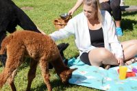 Alpaka-Picknick Kr. Altötting - Garching an der Alz Vorschau