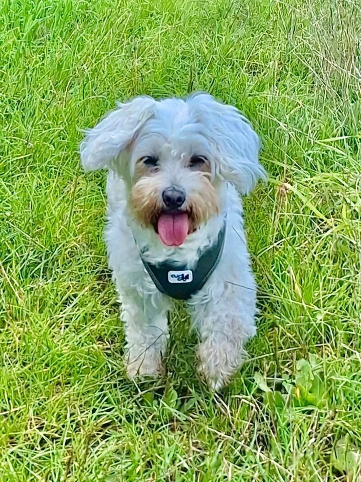 Maltichon (Malteser/Bichon), Hündin, 9 Jahre in Surwold