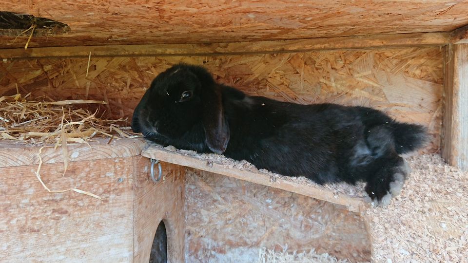 Süßes Trio 2xZwergwidder 1xLöwenkopf komplett mit Gehege + Zbh. in Calw