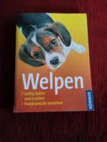Welpen - für einen optimalen Start ins Hundeleben Brandenburg - Oranienburg Vorschau